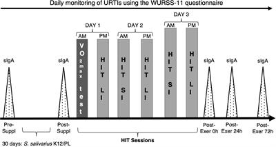 Use of Streptococcus salivarius K12 in supporting the mucosal immune function of active young subjects: A randomised double-blind study